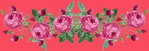rose border